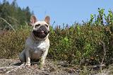 BOULEDOGUE FRANCAIS 098